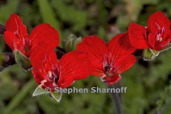 pelargonium fulgidum 2 graphic